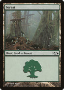 Forest (